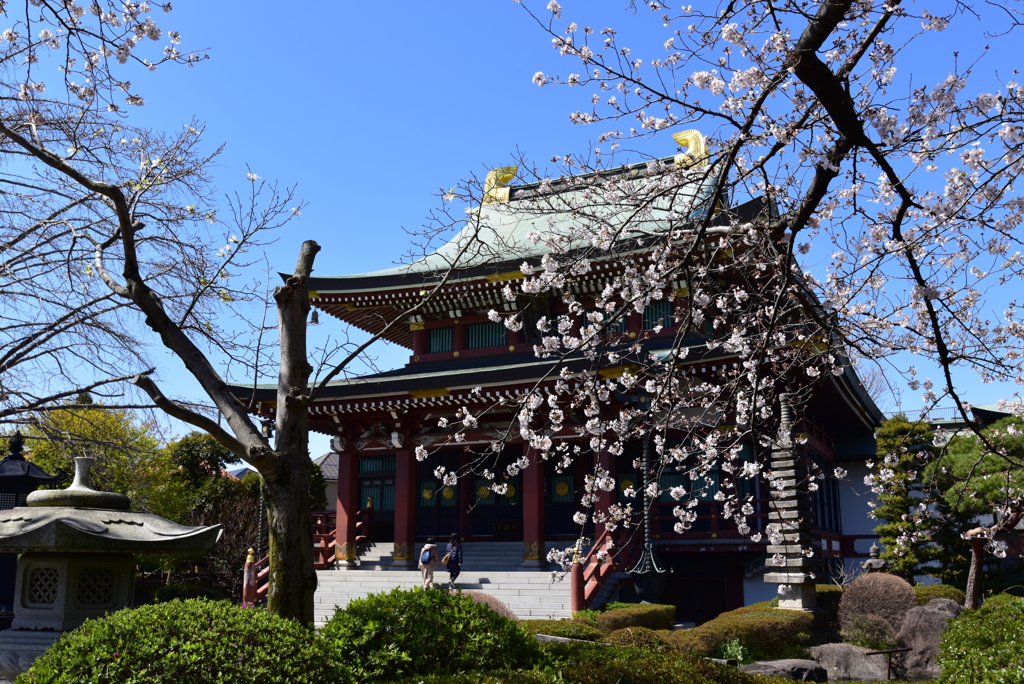 春のお寺さん