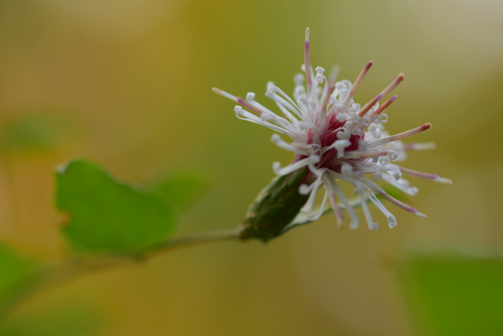 11月の花　コウヤボウキ