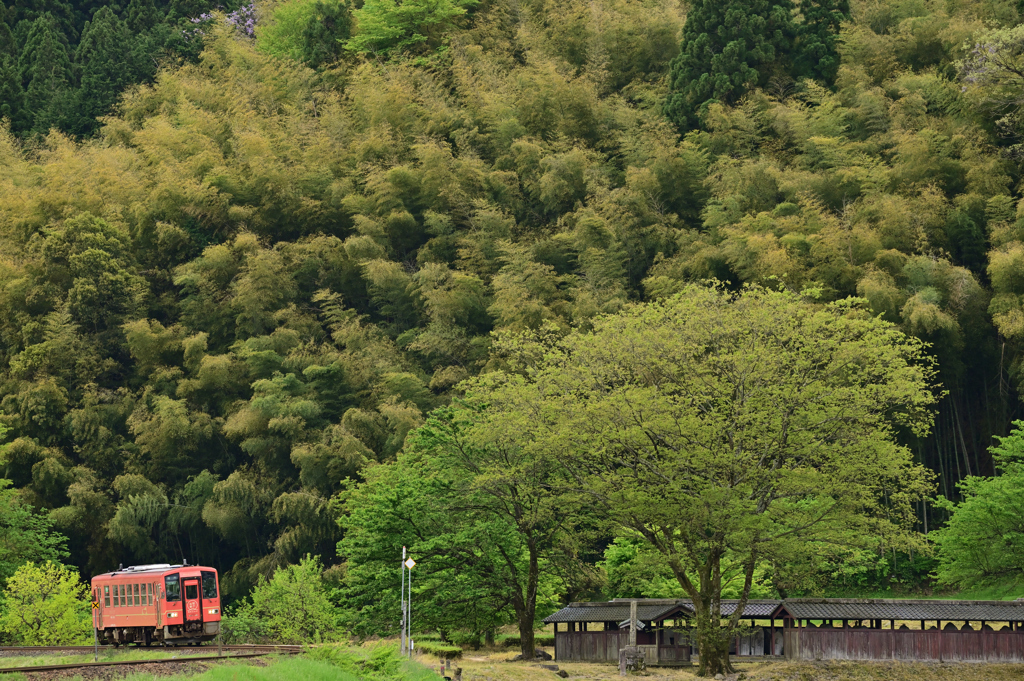 葉桜と竹秋