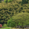 葉桜と竹秋