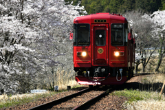 長良川鉄道　桜