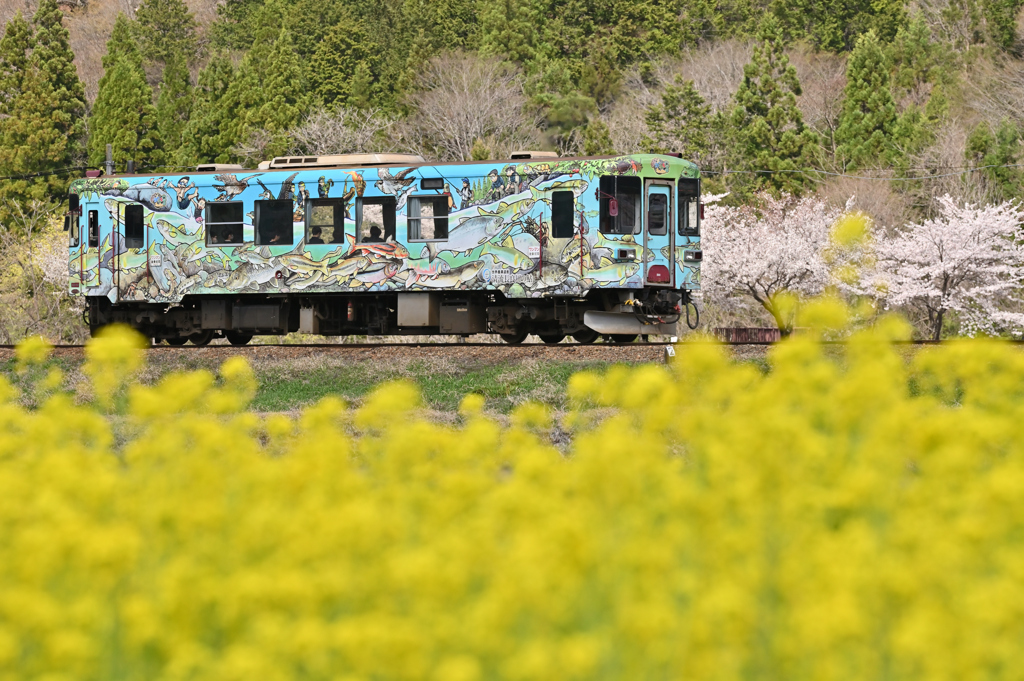 菜の花の中を泳ぐたんけん号