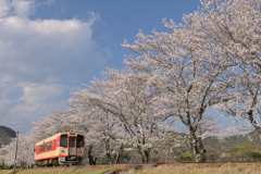 さくらストレート