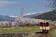 桜並木と白山