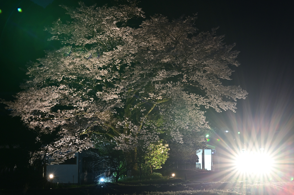 夜桜　美濃太田行き