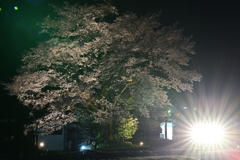 夜桜　美濃太田行き
