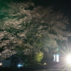 夜桜　美濃太田行き