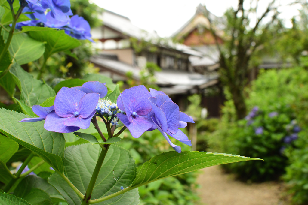 紫陽花寺