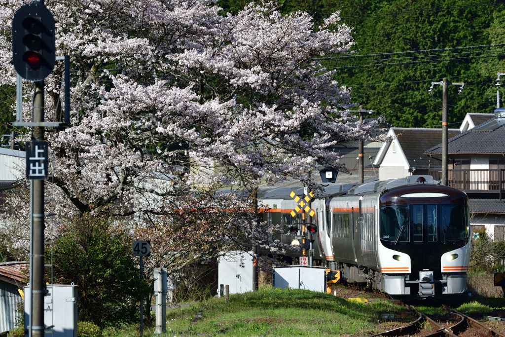 桜と