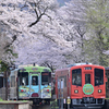 郡上大和駅とサクラ　北