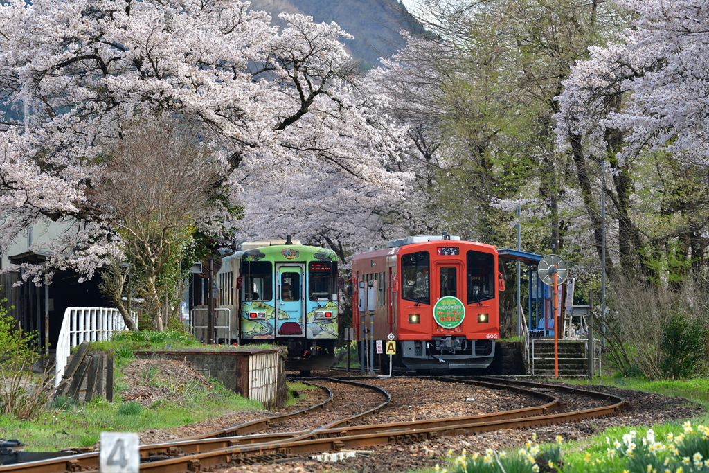 桜咲く駅