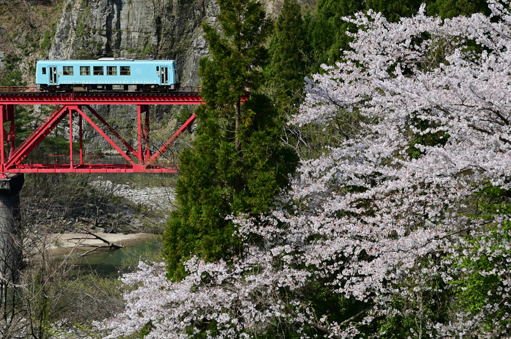 渓谷の桜