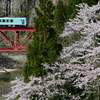 渓谷の桜