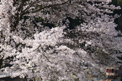 満開の中を