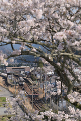 さくらの間から見下ろす駅