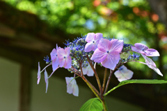 三光寺　紫陽花