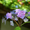 三光寺　紫陽花