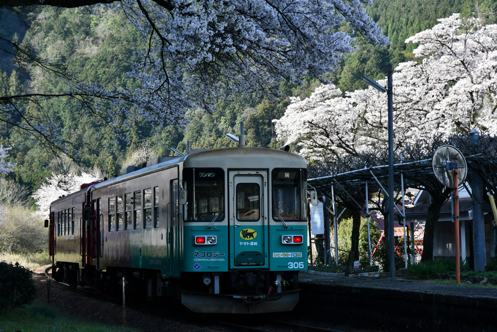 長良川鉄道　桜