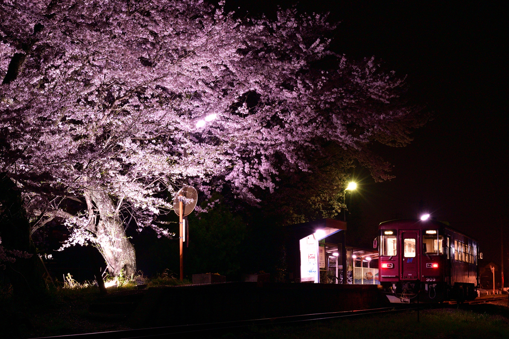 夜桜とながてつ