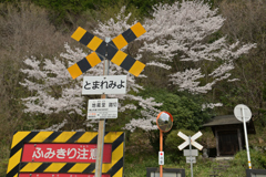 さくらとお地蔵様のふみきり