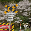 さくらとお地蔵様のふみきり