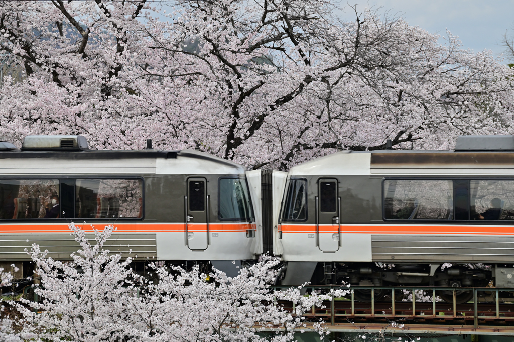 桜　連結