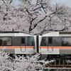 桜　連結