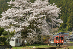 深戸の桜