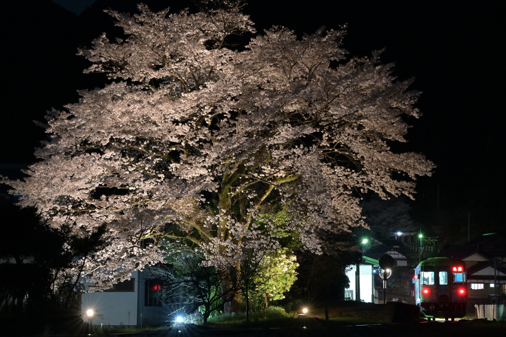 夜桜　北濃行き
