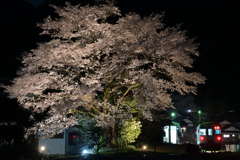 夜桜　北濃行き