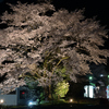 夜桜　北濃行き