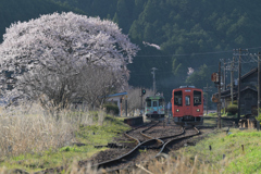 大矢駅のさくら