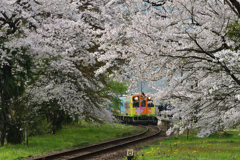 さくらとんねる
