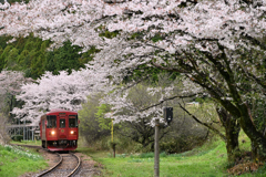 湯の洞温泉口駅の桜