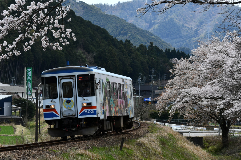 長良川鉄道　桜
