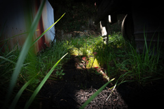 孤独に輝く野草