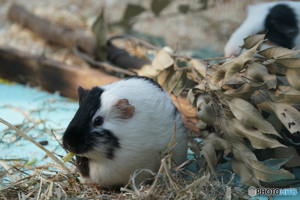 動物_目線_37