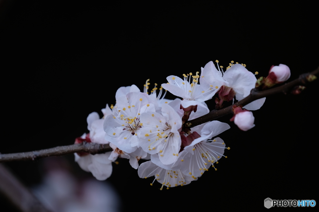 梅_1