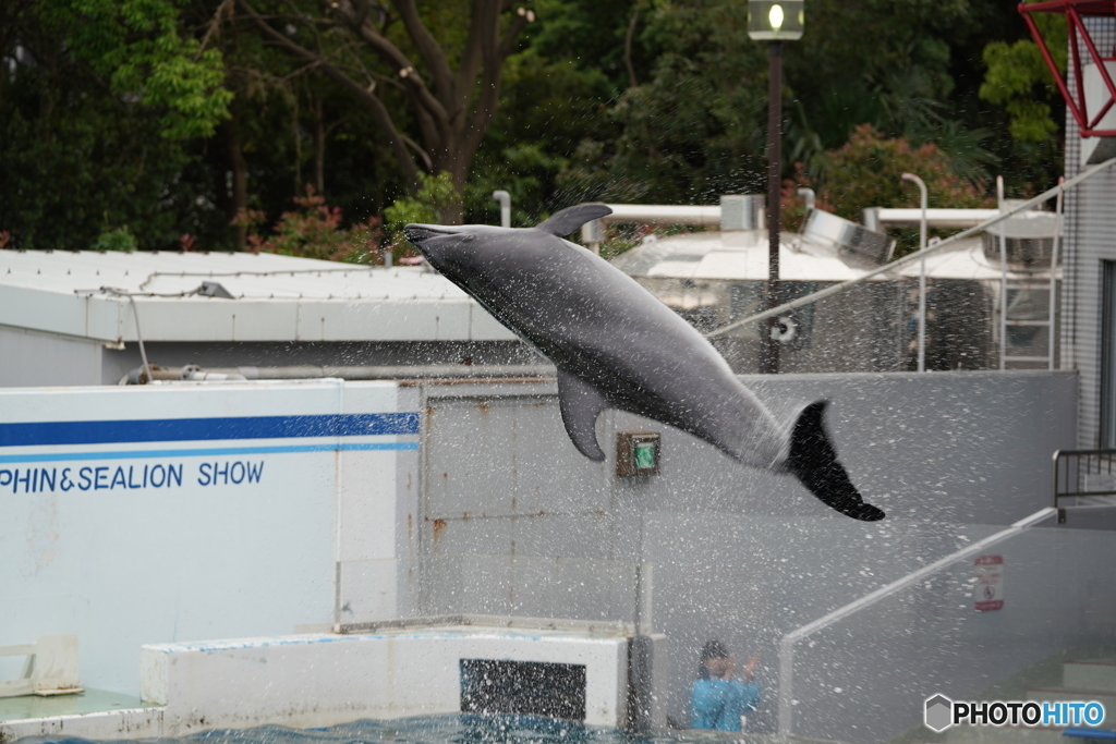 品川水族館_5