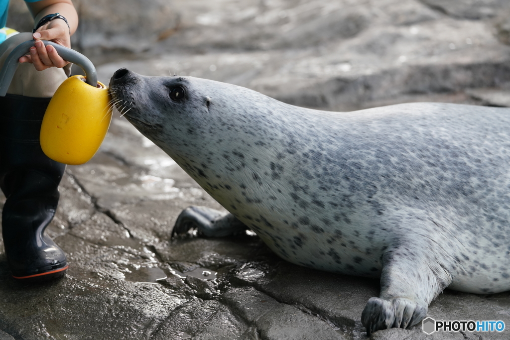 品川水族館_4