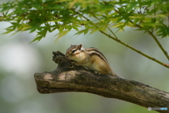 シマリス_9