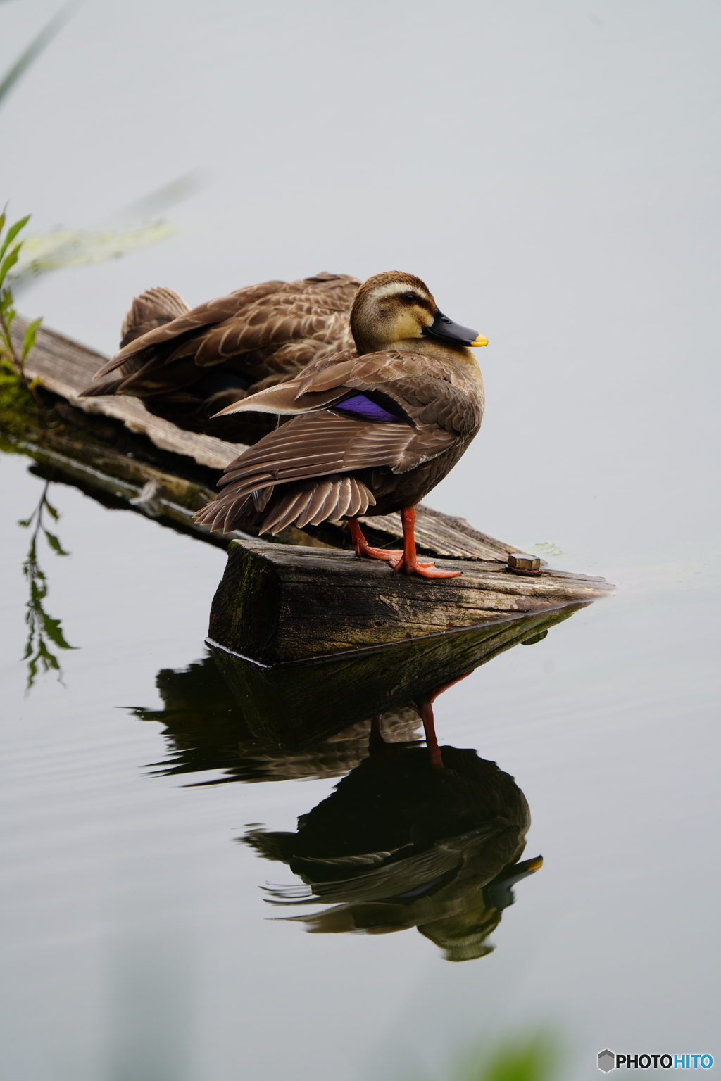 野鳥