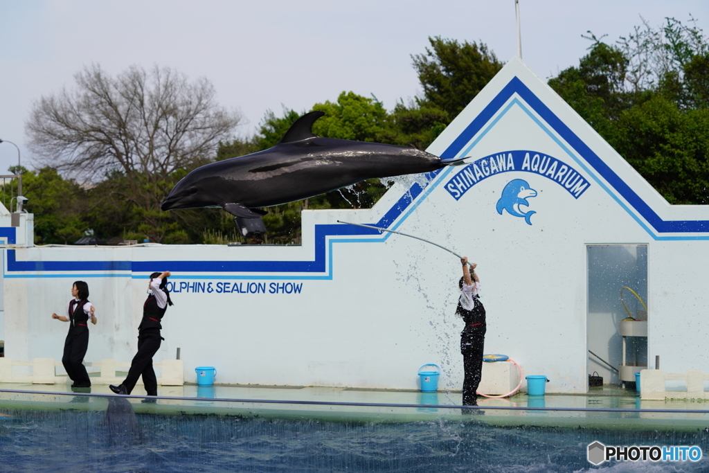 品川水族館_1