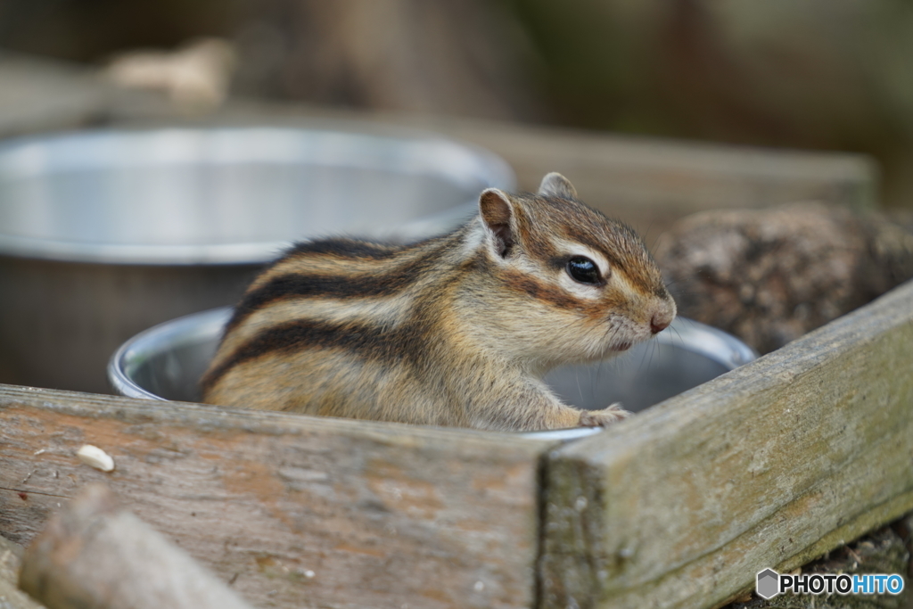 シマリス_4
