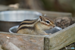 シマリス_4