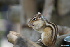 シマリス_5