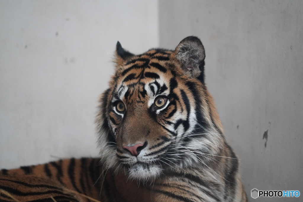 動物_目線_6