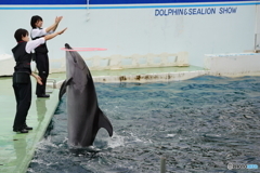 品川水族館_6