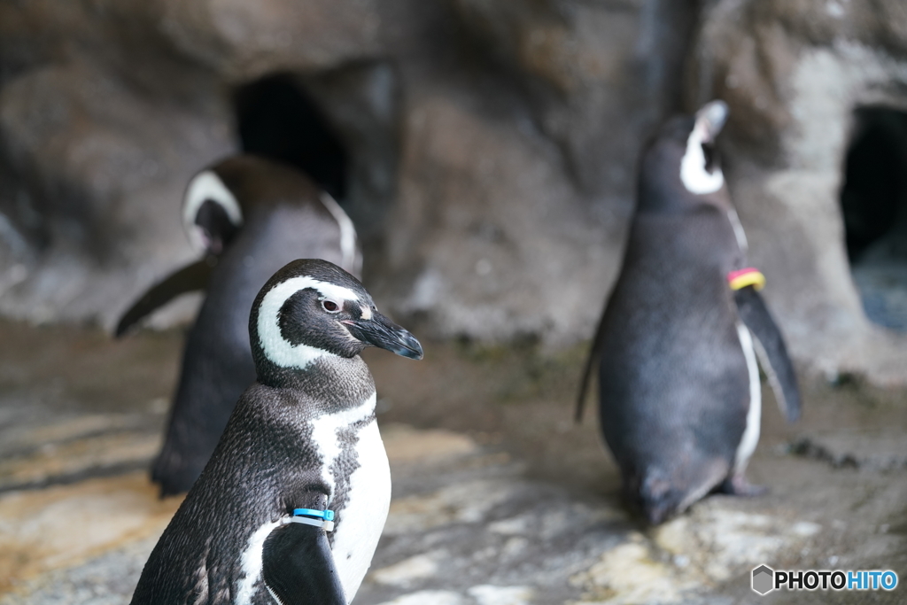 品川水族館_3
