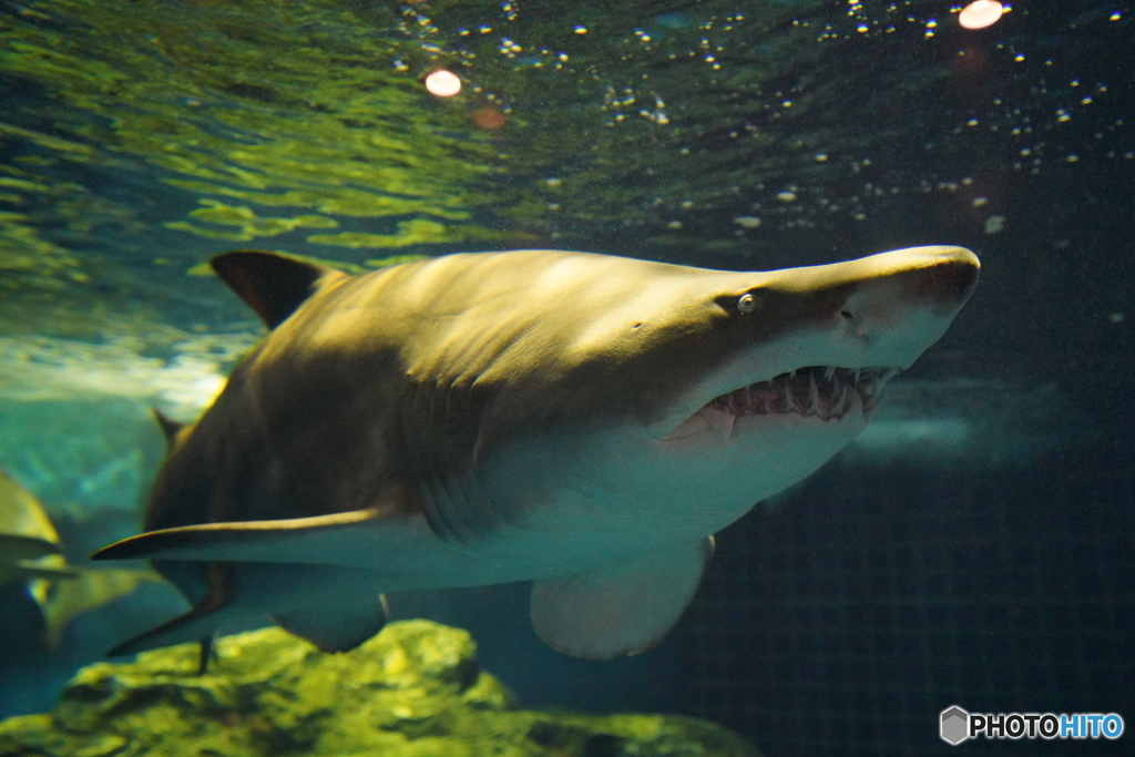 品川水族館_8